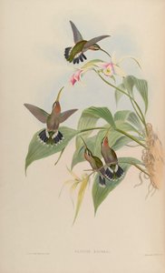 Glaucis ruckeri = Threnetes ruckeri ventosus de John Gould